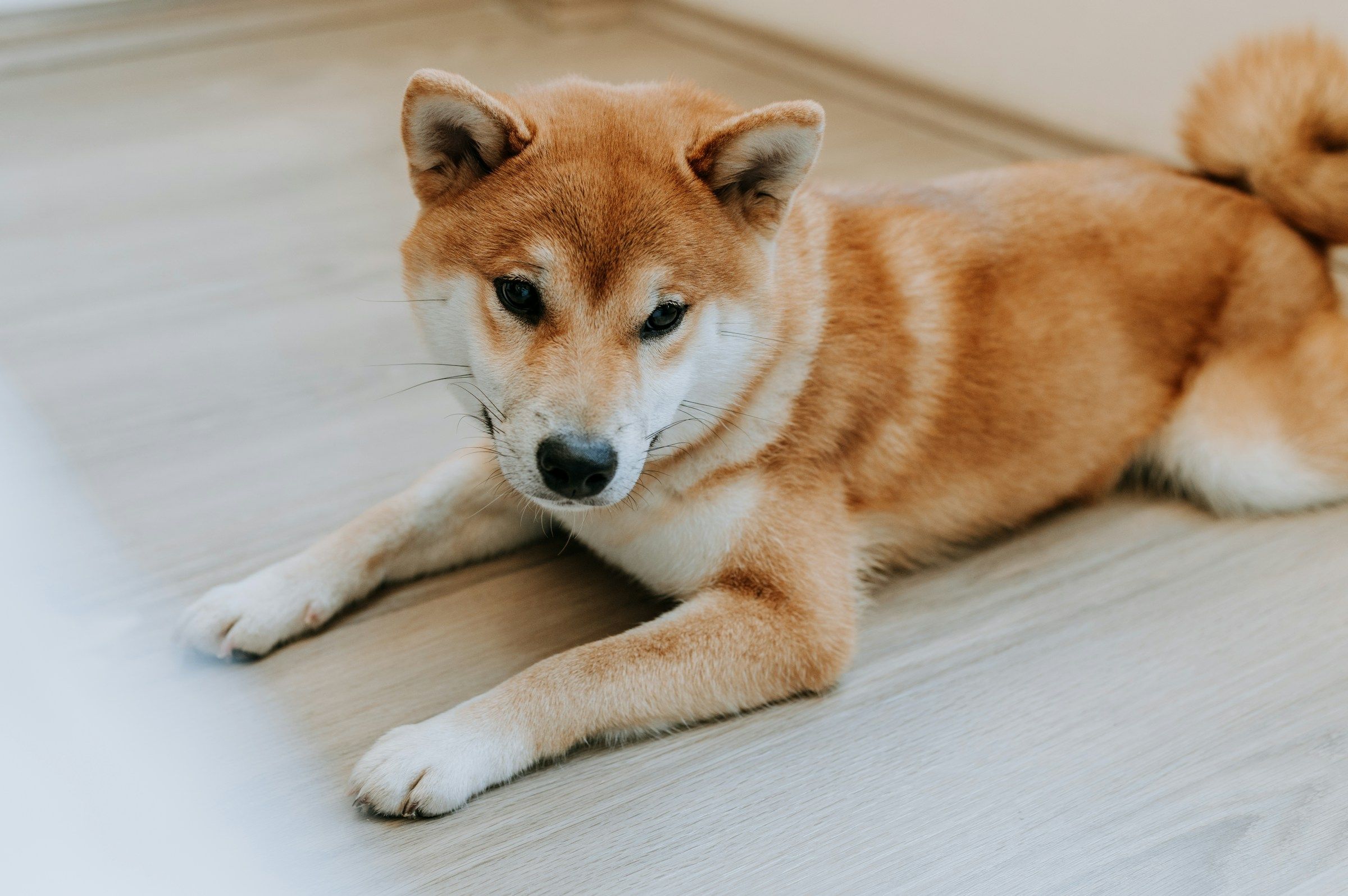 Dogecoin Slumps 3%, Bitcoin Steady Around $85K as Traders Fear U.S. Recession
