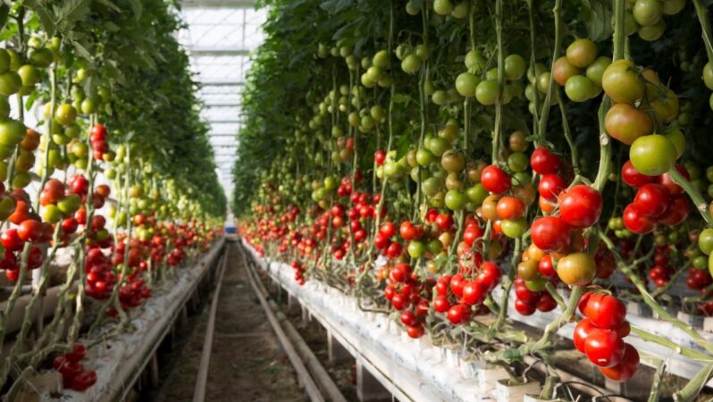 Domatesle dünya ligine oynuyorlar! Sanayi devleri artık serada