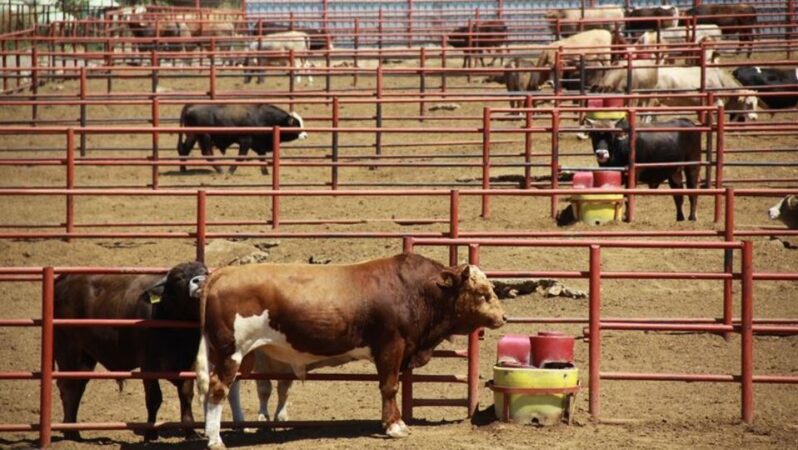 Kırmızı et üretimi yüzde 11,7 azaldı