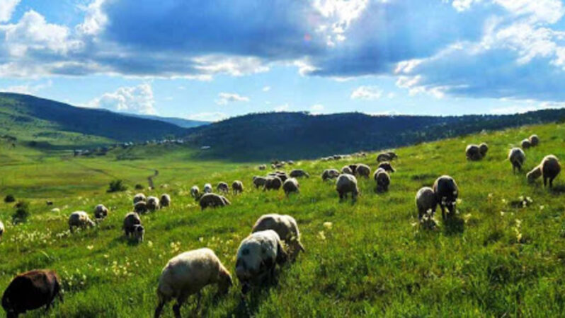 Mera alanlarının tahsis amacının değiştirilmesi düzenlemesi