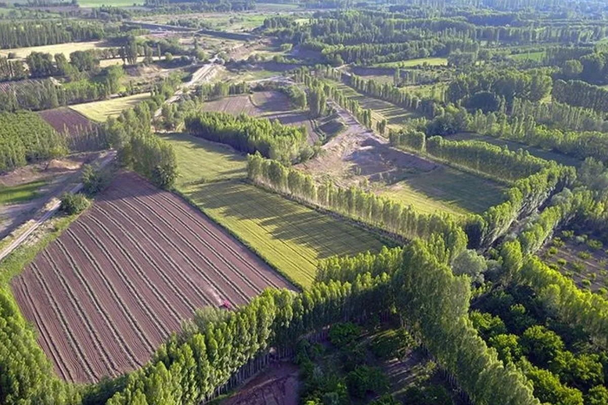 Mülkiyet bekleyen 5 milyon kişiye müjde! 2B arazilerinde tapu süreci başladı