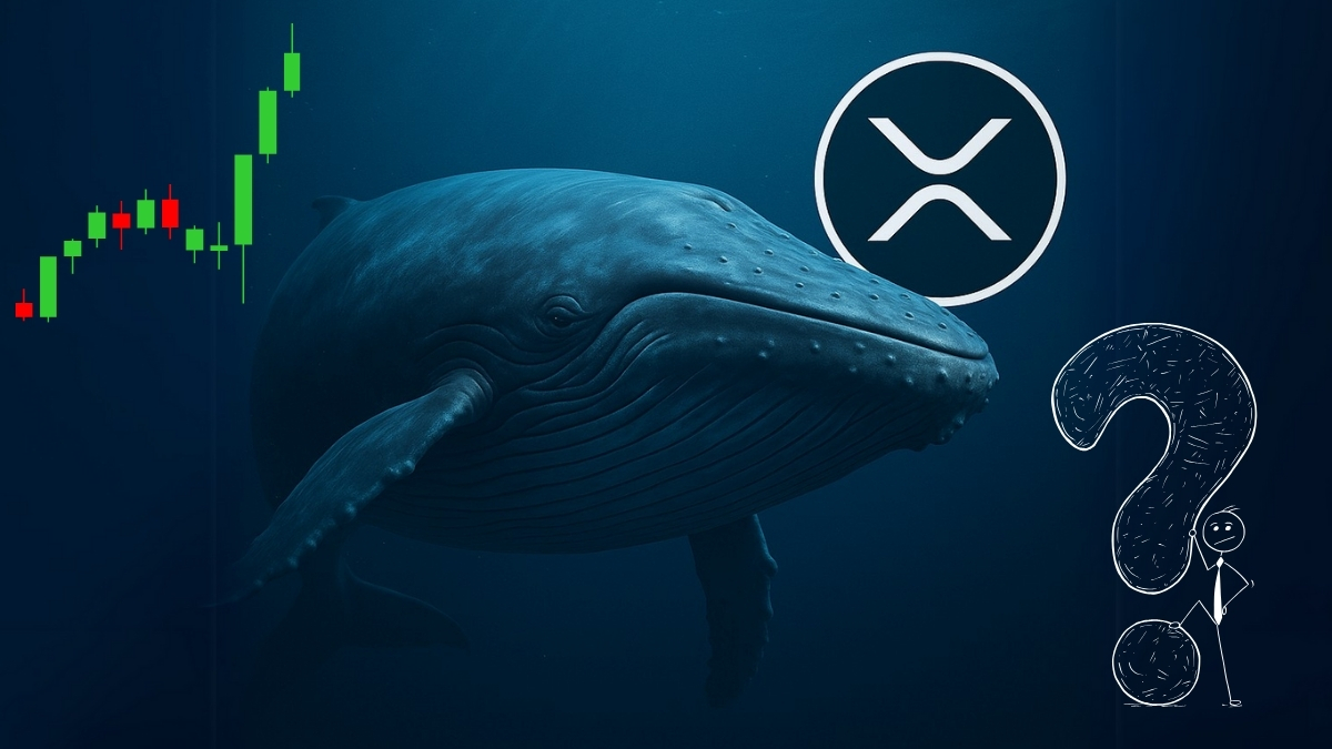 XRP Balinasının Cüzdanı Hareketlendi! Ne Anlama Geliyor?