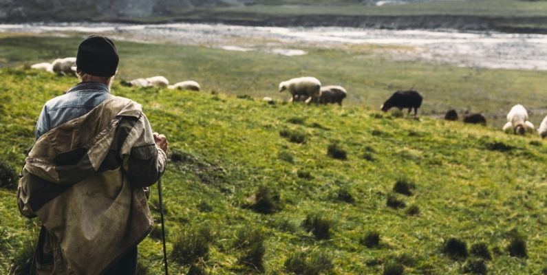 Kırsalda İş Var Ama Genç Yok: İthal Çoban Dönemi Başladı